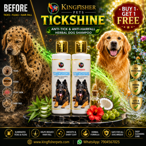 Shampoo TICKSHINE - BUY 1 (100ml) GET 1 (100ml) FREE